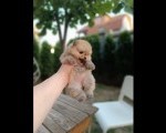 Pomeranac Top zenka